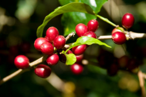 coffee-berry