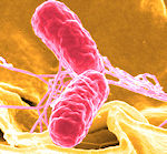 Salmonella typhimurium