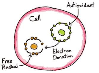 free radical being reduced by antioxidant