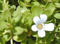 Bacopa Monnieri