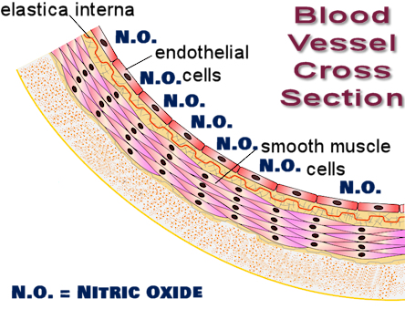 blood vessel cross section