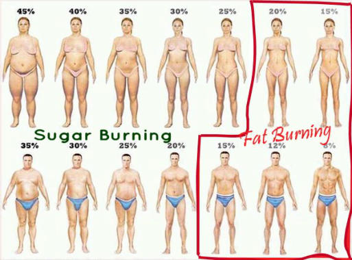 Body Fat Corresponds to Leptin