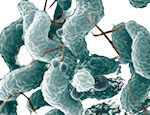 campylobacter jejuni