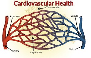 cardiovascular health