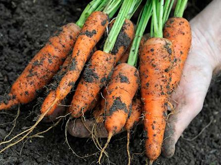 carrots from garden