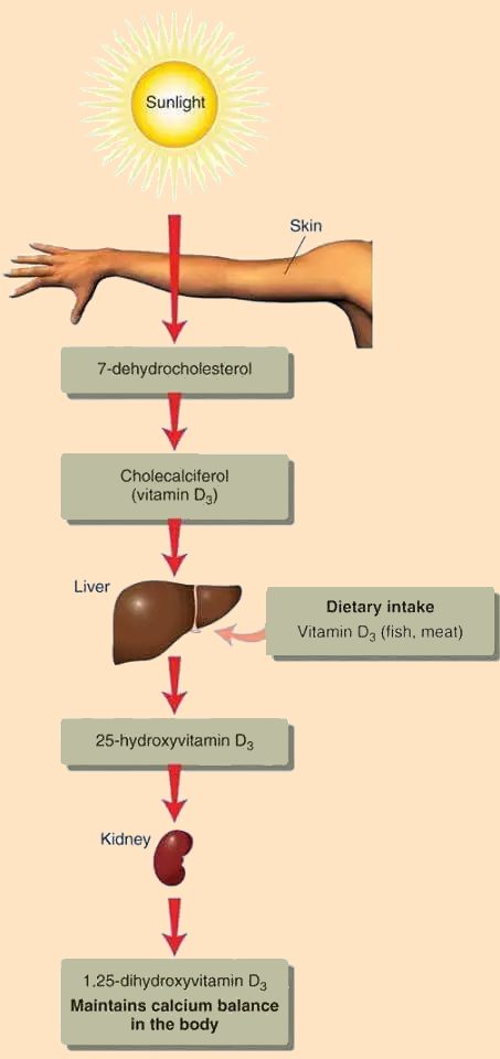 d3 from sun to skin to bones