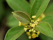 Gymnema Sylvestre