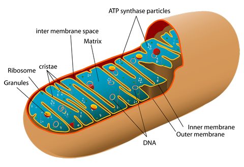 mitochondria