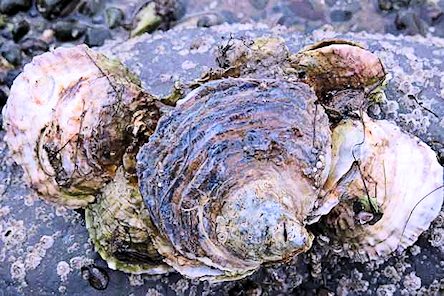 oysters in an oyster bed