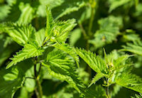 stinging nettle